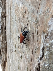 Stenelytrana emarginata