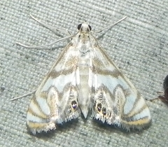 Neocataclysta magnificalis