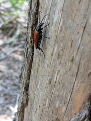 Stenelytrana emarginata