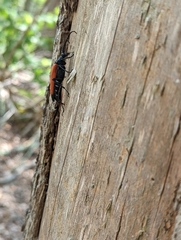 Stenelytrana emarginata