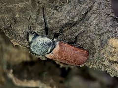 Bostrichus capucinus