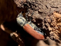 Bostrichus capucinus