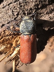 Bostrichus capucinus