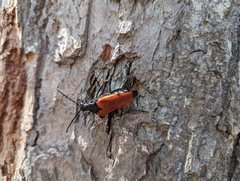 Stenelytrana emarginata