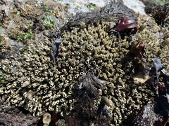 Dodecaceria fewkesi