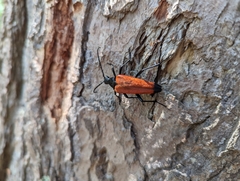 Stenelytrana emarginata