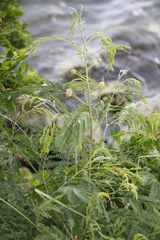 Leucaena leucocephala