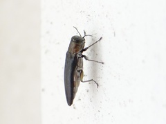 Agrilus sayi
