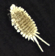 Laminicoccus flandersi