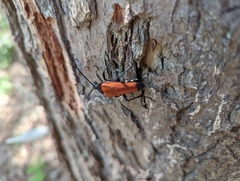 Stenelytrana emarginata