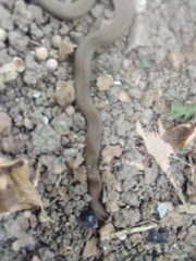 Haldea striatula