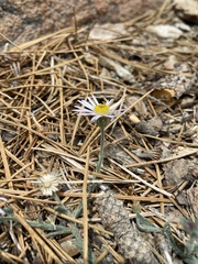 Erigeron breweri jacinteus