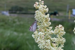 Hydriomena furcata