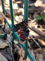 Paradirphia fumosa