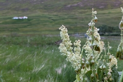 Hydriomena furcata