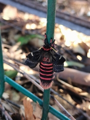 Paradirphia fumosa