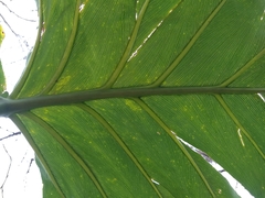 Thaumatophyllum undulatum