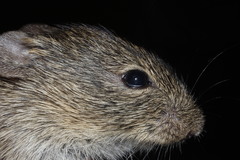 Hispid Cotton Rat photo 3