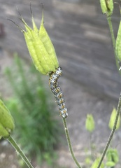 Pyrrhia