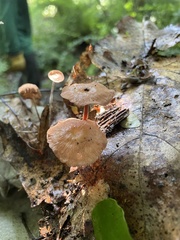 Collybiopsis biformis