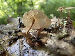 Collybiopsis biformis