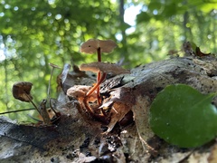 Collybiopsis biformis