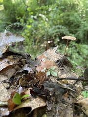 Collybiopsis biformis