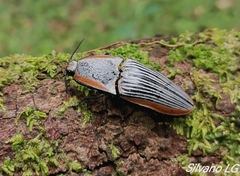 Chalcolepidius rugatus