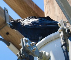 Corvus corax