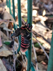 Paradirphia fumosa