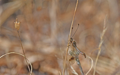Deleproctophylla australis