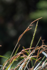 Carex spissa