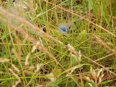 Glaucopsyche lygdamus