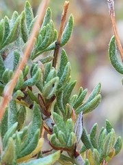 Eriogonum wrightii membranaceum