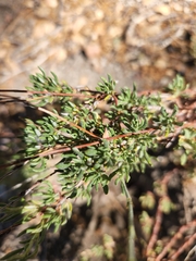 Eriogonum wrightii membranaceum