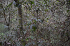 Ternstroemia sylvatica