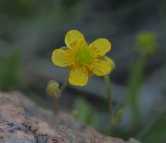 Ranunculus macounii