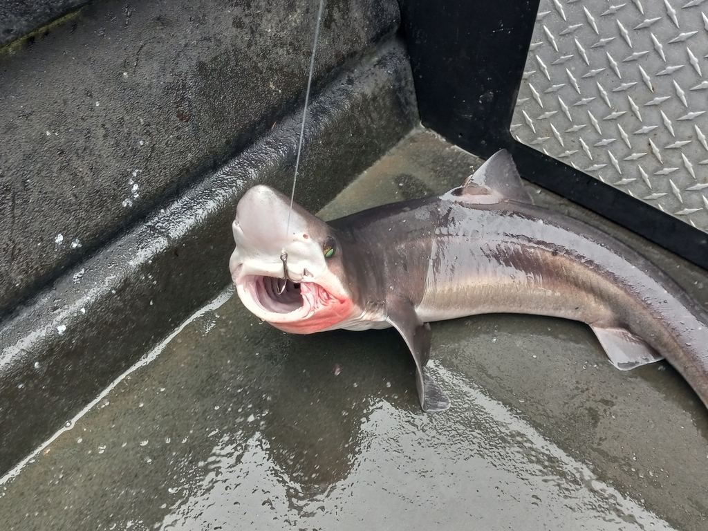 North Pacific Spiny Dogfish from Ketchikan Gateway, AK, USA on July 14 ...