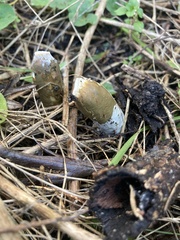 Mutinus cartilagineus