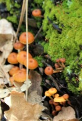 Xeromphalina enigmatica