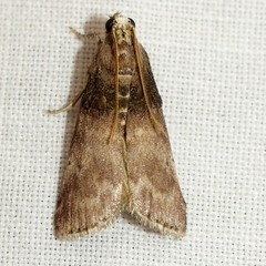 Acrobasis stigmella