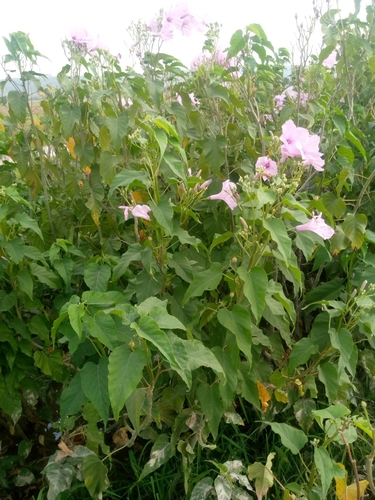 Ipomoea carnea fistulosa
