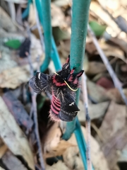 Paradirphia fumosa