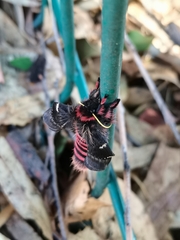 Paradirphia fumosa