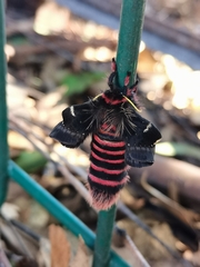 Paradirphia fumosa