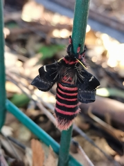Paradirphia fumosa