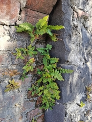 Myriopteris notholaenoides