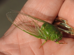 Okanagana viridis
