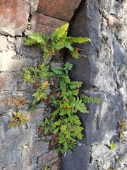 Myriopteris notholaenoides