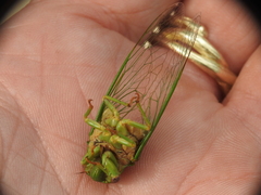 Okanagana viridis